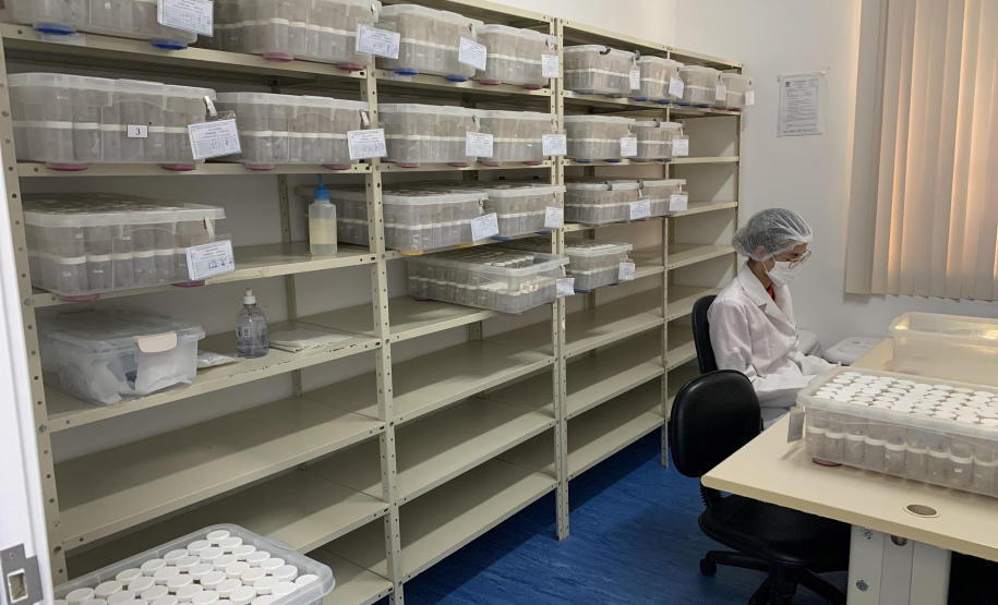 Primeira captura de aranhas-marrons do ano chega ao CPPI para extração do veneno