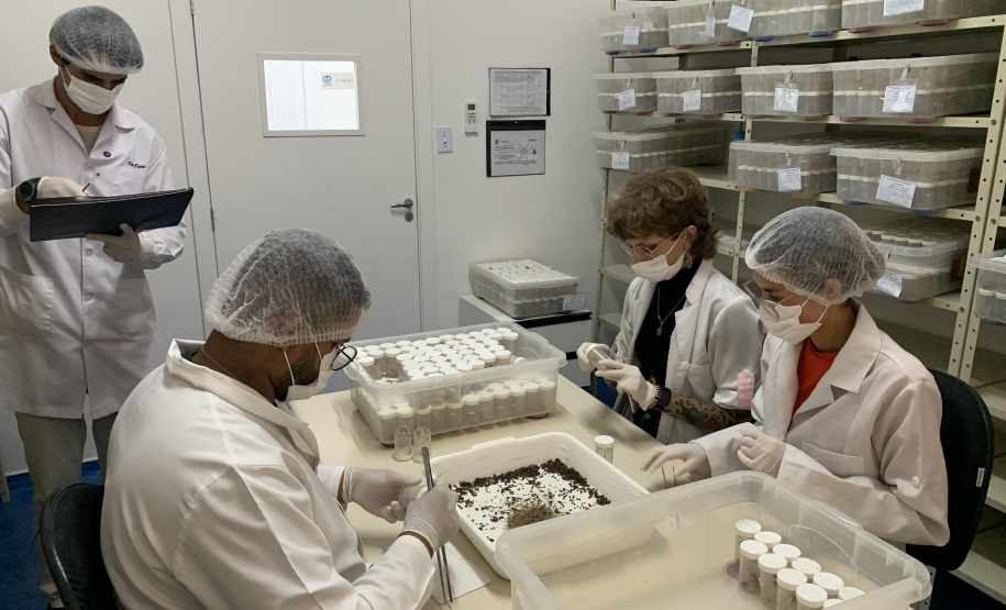 Primeira captura de aranhas-marrons do ano chega ao CPPI para extração do veneno
