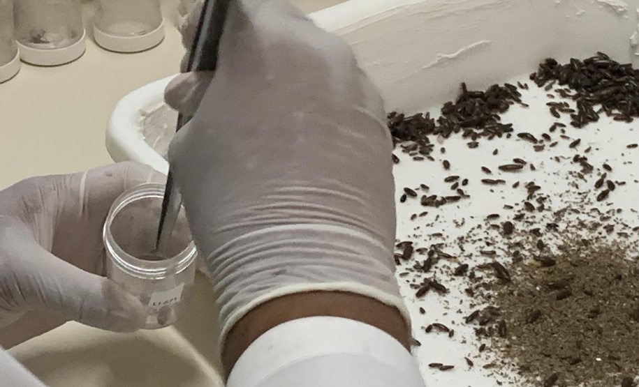 Primeira captura de aranhas-marrons do ano chega ao CPPI para extração do veneno