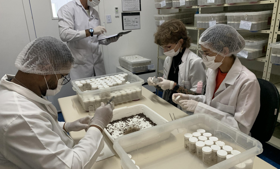 Primeira captura de aranhas-marrons do ano chega ao CPPI para extração do veneno