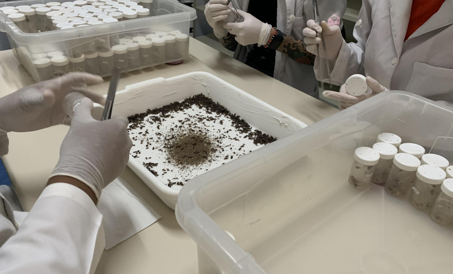 Primeira captura de aranhas-marrons do ano chega ao CPPI para extração do veneno