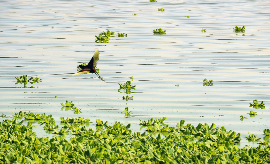 IAT Dia Mundial da Água