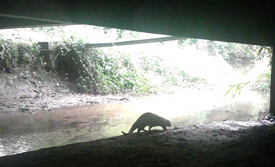 Programa ambiental Ponte de Guaratuba