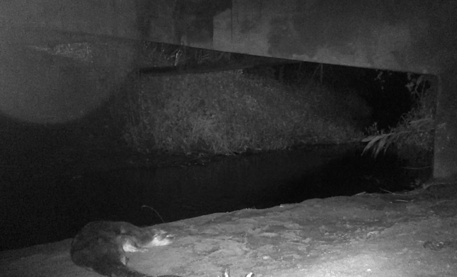 Programa ambiental Ponte de Guaratuba