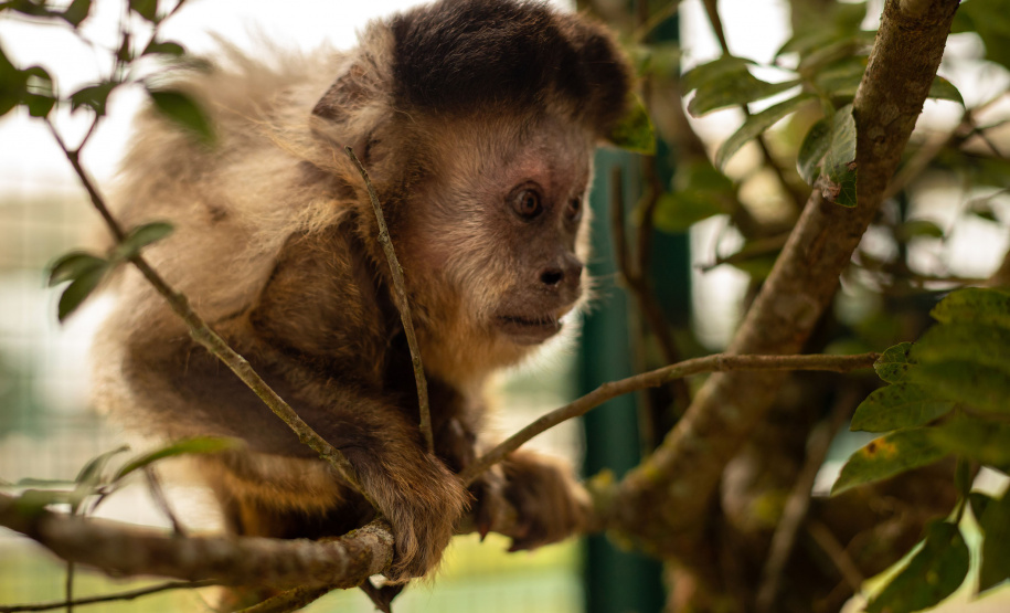 Instituto Água e Terra e Universidade Estadual de Londrina firmaram parceria que busca a convivência harmoniosa entre a população e o macaco-prego