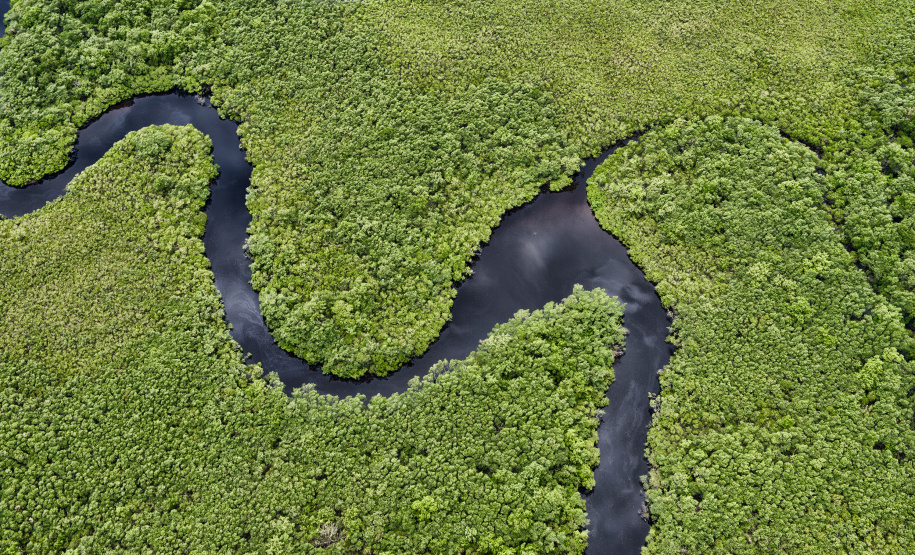 Paraná reduziu em 95% o desmatamento ilegal da Mata Atlântica entre 2021 e 2024, de acordo com dados do Instituto Água e Terra
