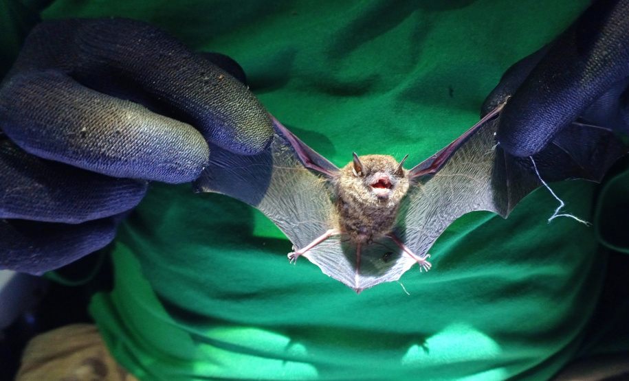 Programa ambiental Ponte de Guaratuba