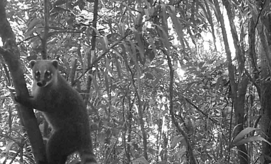 Programa ambiental Ponte de Guaratuba