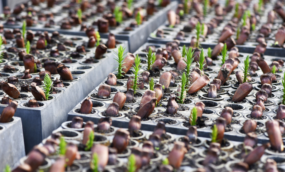IAT libera a comercialização do pinhão, com condicionantes ambientais, a partir desta terça-feira (1º).