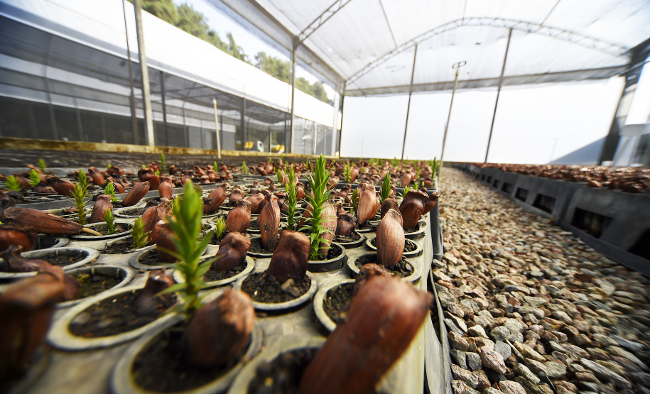 IAT libera a comercialização do pinhão, com condicionantes ambientais, a partir desta terça-feira (1º).