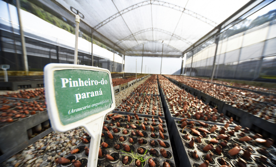 IAT libera a comercialização do pinhão, com condicionantes ambientais, a partir desta terça-feira (1º).