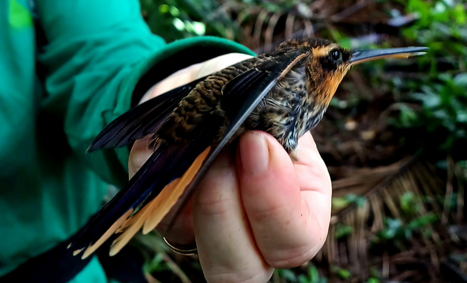 Programa ambiental Ponte de Guaratuba