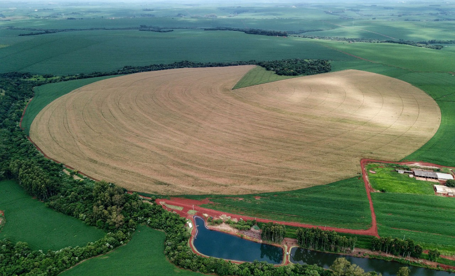 Milho deve ter a maior produtividade média da história