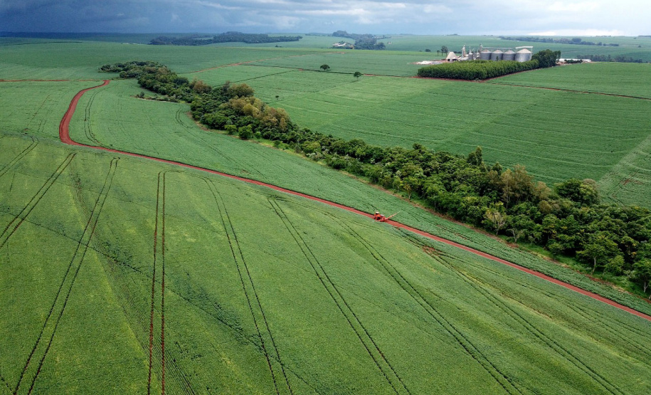 Milho deve ter a maior produtividade média da história