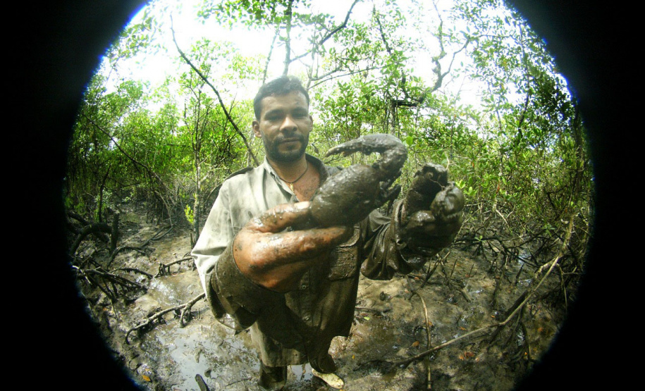 Defeso: captura do caranguejo-uçá volta a ser proibida no Paraná a partir deste sábado (15)