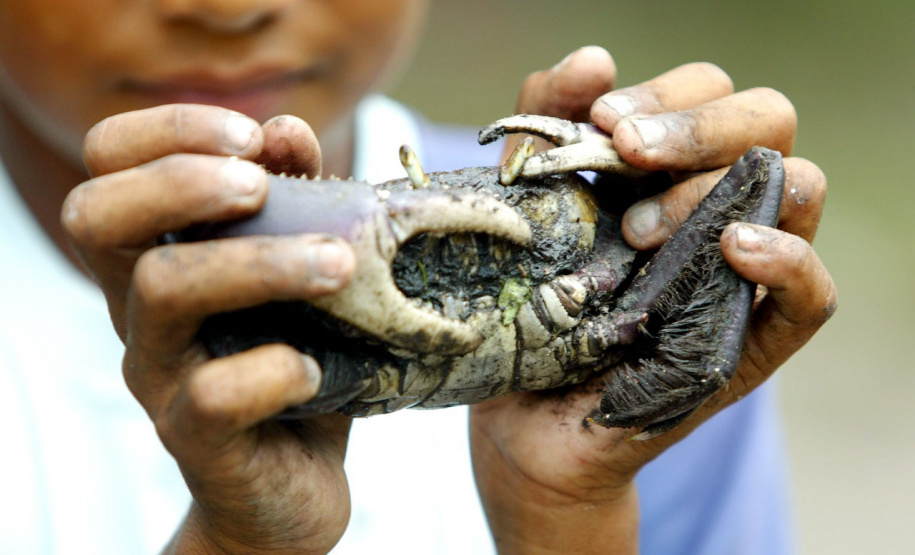 Defeso: captura do caranguejo-uçá volta a ser proibida no Paraná a partir deste sábado (15)