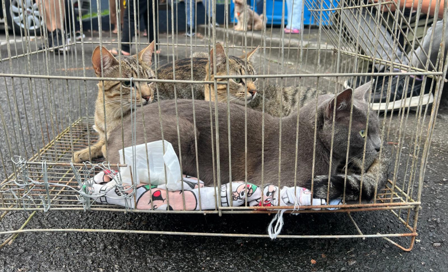 Passagem do CastraPet Paraná por São José dos Pinhais beneficiou 687 animais, entre cães e gatos, de diferentes ONGs e protetoras independentes