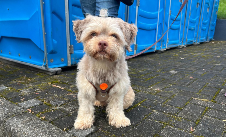 Passagem do CastraPet Paraná por São José dos Pinhais beneficiou 687 animais, entre cães e gatos, de diferentes ONGs e protetoras independentes