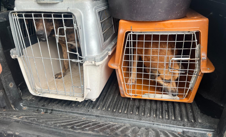 Passagem do CastraPet Paraná por São José dos Pinhais beneficiou 687 animais, entre cães e gatos, de diferentes ONGs e protetoras independentes