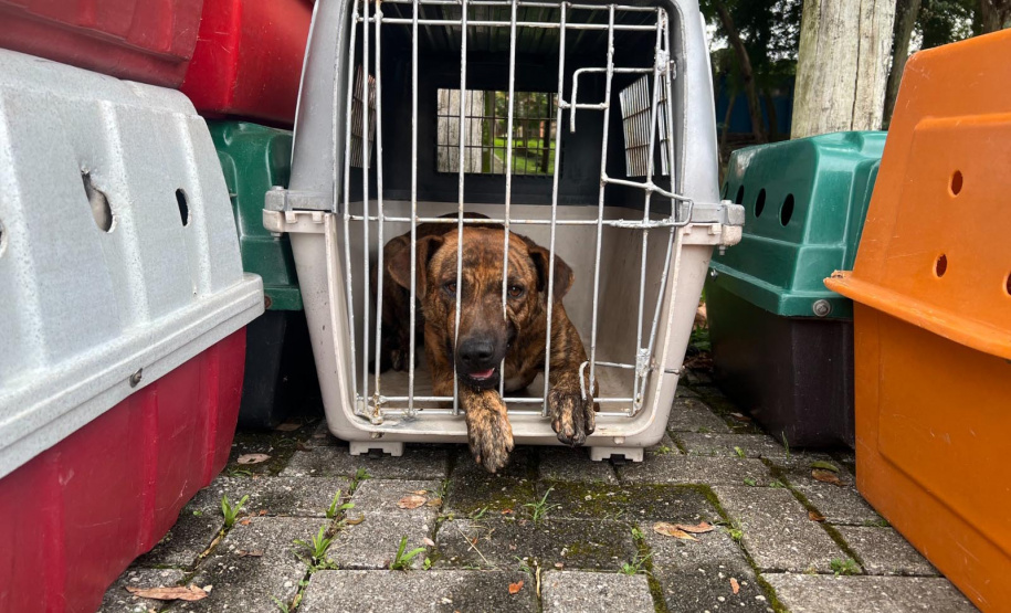Passagem do CastraPet Paraná por São José dos Pinhais beneficiou 687 animais, entre cães e gatos, de diferentes ONGs e protetoras independentes