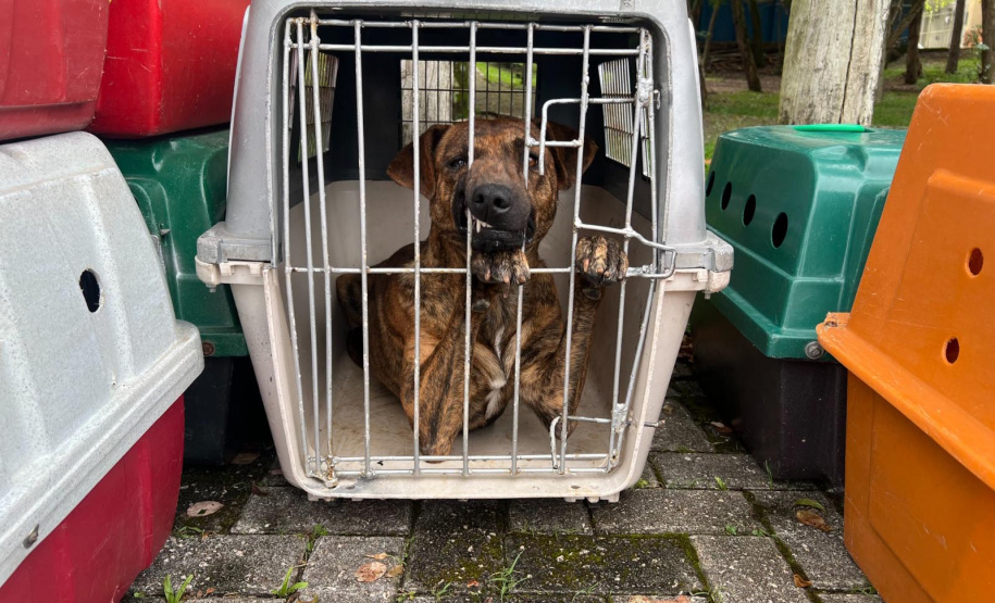Passagem do CastraPet Paraná por São José dos Pinhais beneficiou 687 animais, entre cães e gatos, de diferentes ONGs e protetoras independentes