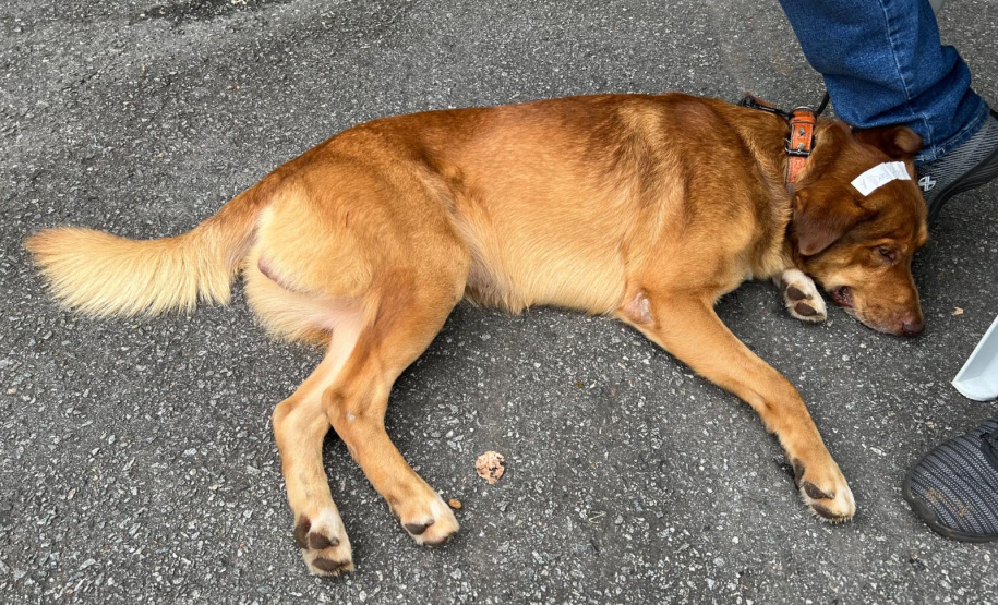 Passagem do CastraPet Paraná por São José dos Pinhais beneficiou 687 animais, entre cães e gatos, de diferentes ONGs e protetoras independentes
