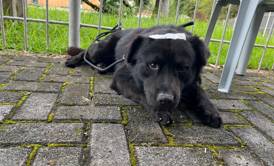 Passagem do CastraPet Paraná por São José dos Pinhais beneficiou 687 animais, entre cães e gatos, de diferentes ONGs e protetoras independentes