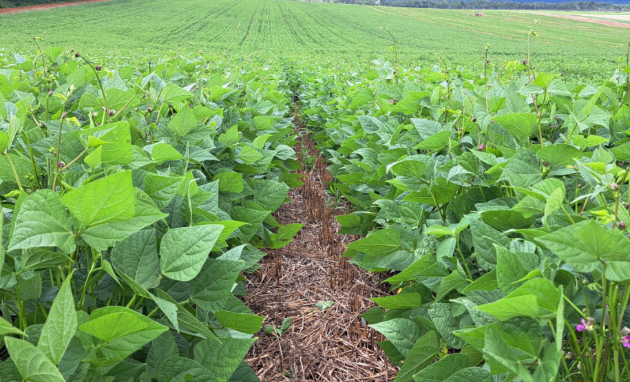 IDR FEIJÃO PONTA GROSSA