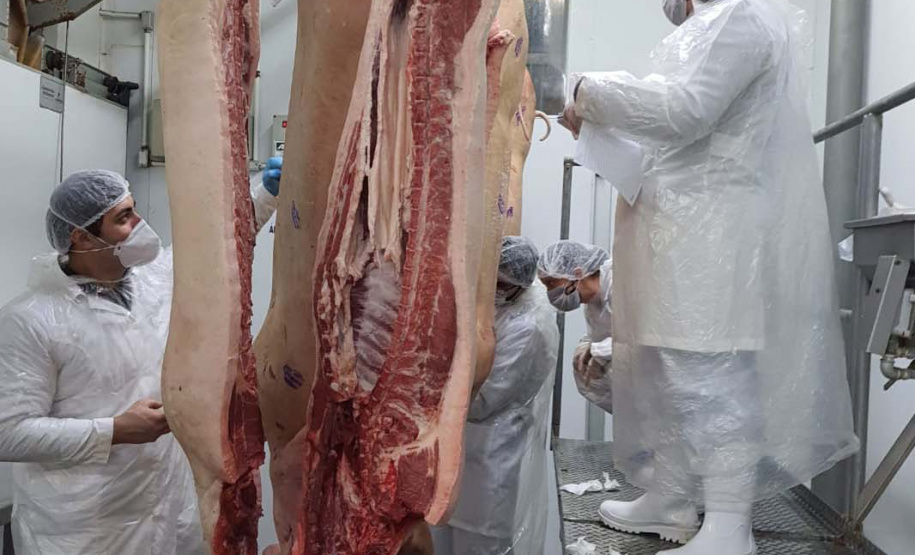 Projeto Porco Moura/UFPR