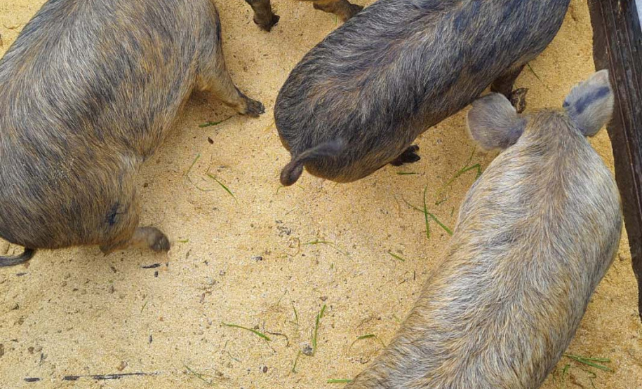 Projeto Porco Moura/UFPR