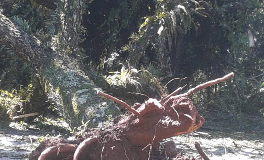 Defesa Civil estadual envia 4 mil telhas para Balsa Nova após forte tempestade