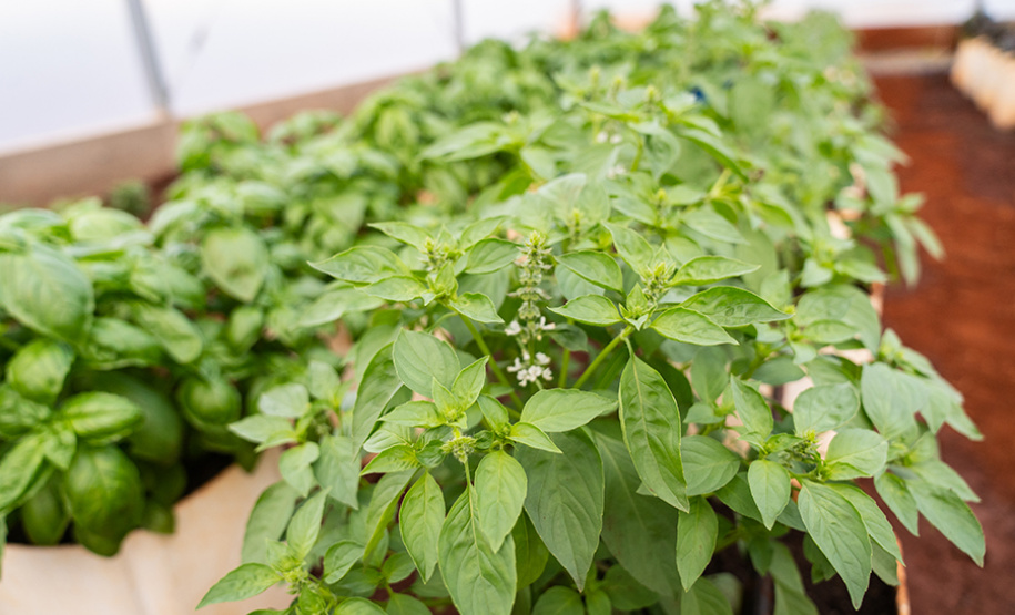 UENP inaugura Estufa Climatizada no Campus Luiz Meneghel