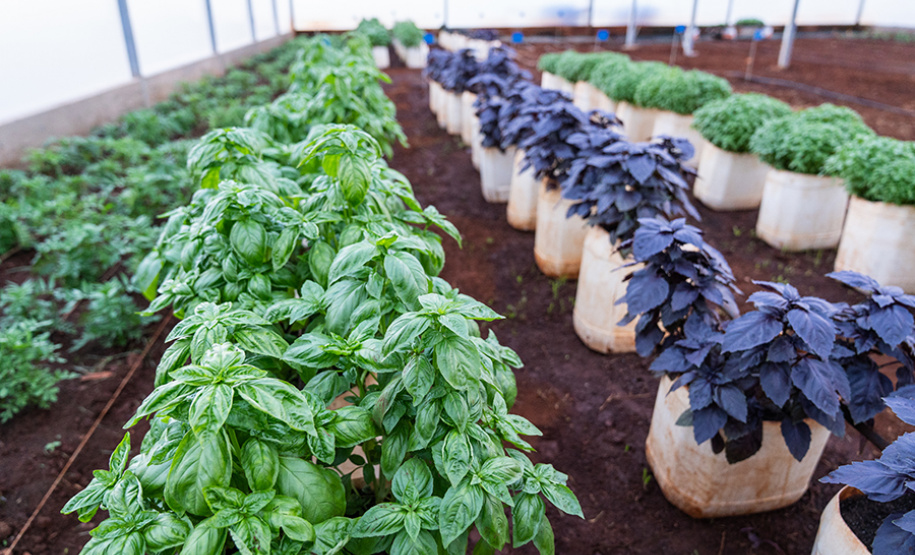 UENP inaugura Estufa Climatizada no Campus Luiz Meneghel