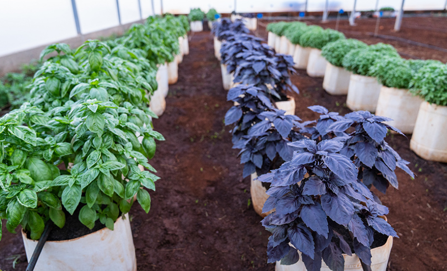 UENP inaugura Estufa Climatizada no Campus Luiz Meneghel