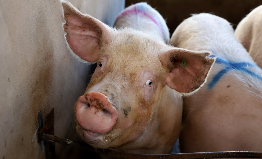 SEAB - Ao reconhecer Estado como zona livre de febre aftosa, Chile passará a importar carne suína paranaense