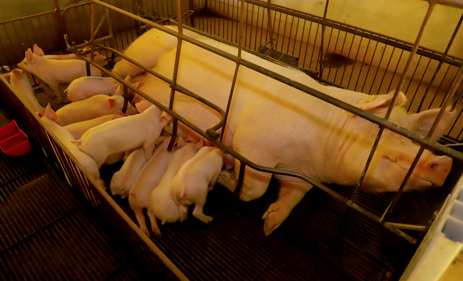 SEAB - Ao reconhecer Estado como zona livre de febre aftosa, Chile passará a importar carne suína paranaense