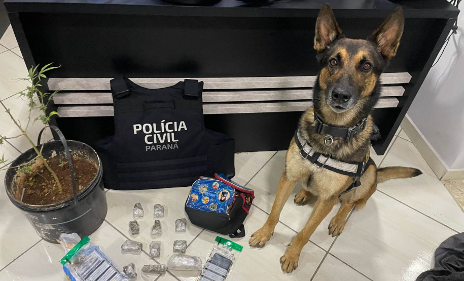 PCPR prende 12 pessoas em operação de combate ao tráfico de drogas em Guarapuava