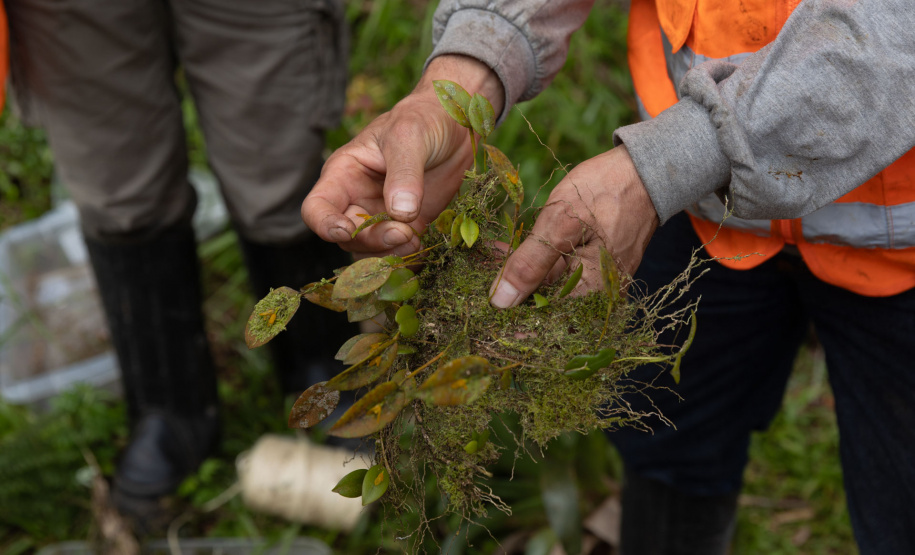 SANEPAR RESGATA ANIMAIS REPLANTIO VEGETAÇÃO