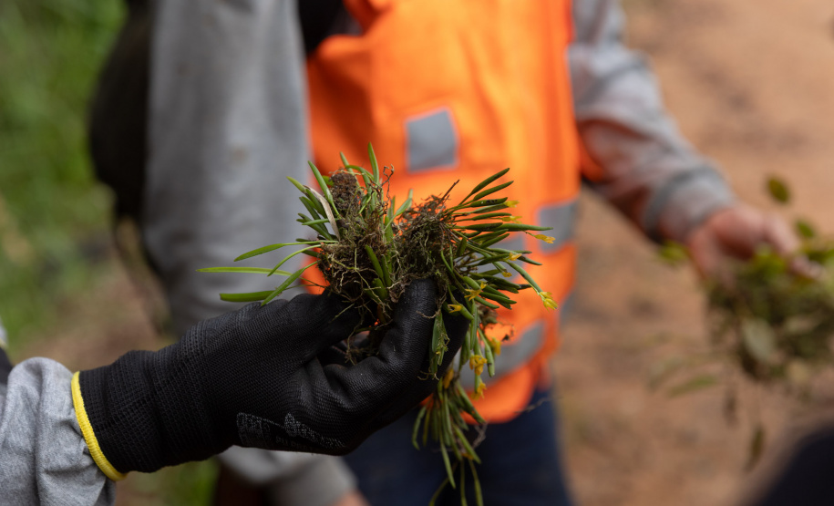 SANEPAR RESGATA ANIMAIS REPLANTIO VEGETAÇÃO