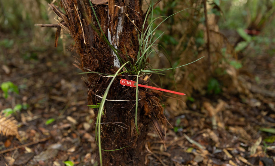 SANEPAR RESGATA ANIMAIS REPLANTIO VEGETAÇÃO