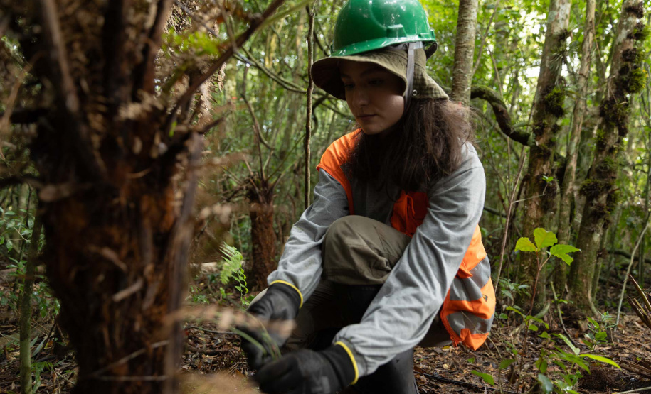 SANEPAR RESGATA ANIMAIS REPLANTIO VEGETAÇÃO