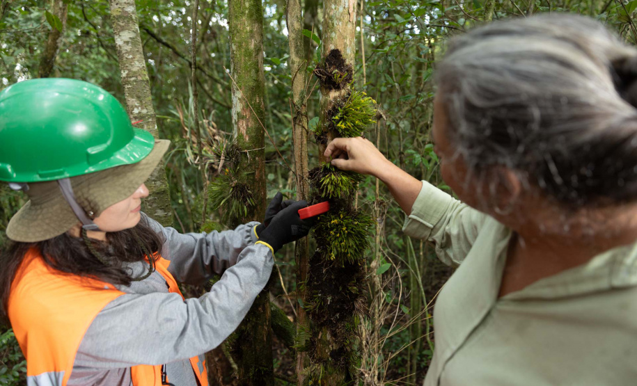 SANEPAR RESGATA ANIMAIS REPLANTIO VEGETAÇÃO