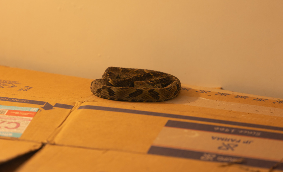 SANEPAR RESGATA ANIMAIS REPLANTIO VEGETAÇÃO