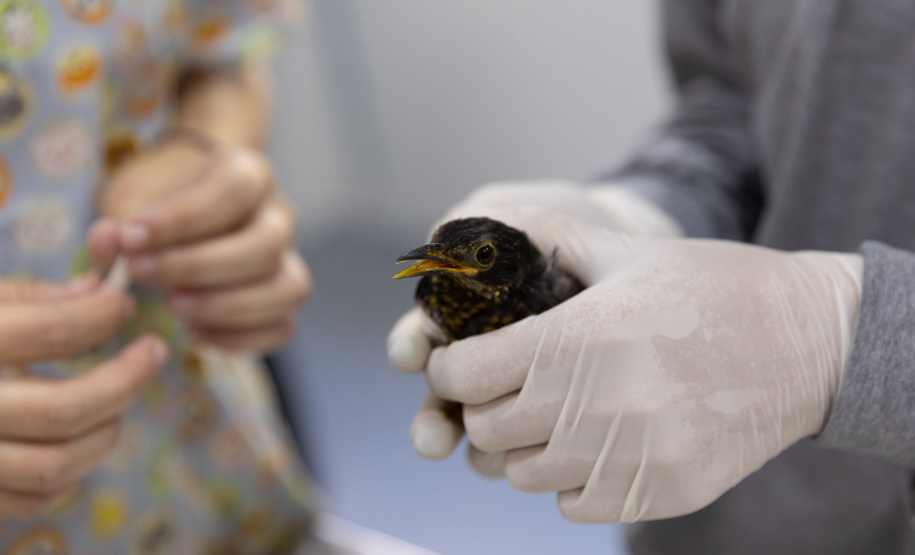 SANEPAR RESGATA ANIMAIS REPLANTIO VEGETAÇÃO
