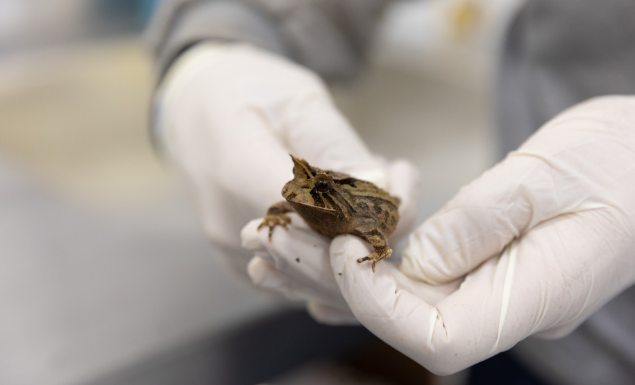 SANEPAR RESGATA ANIMAIS REPLANTIO VEGETAÇÃO