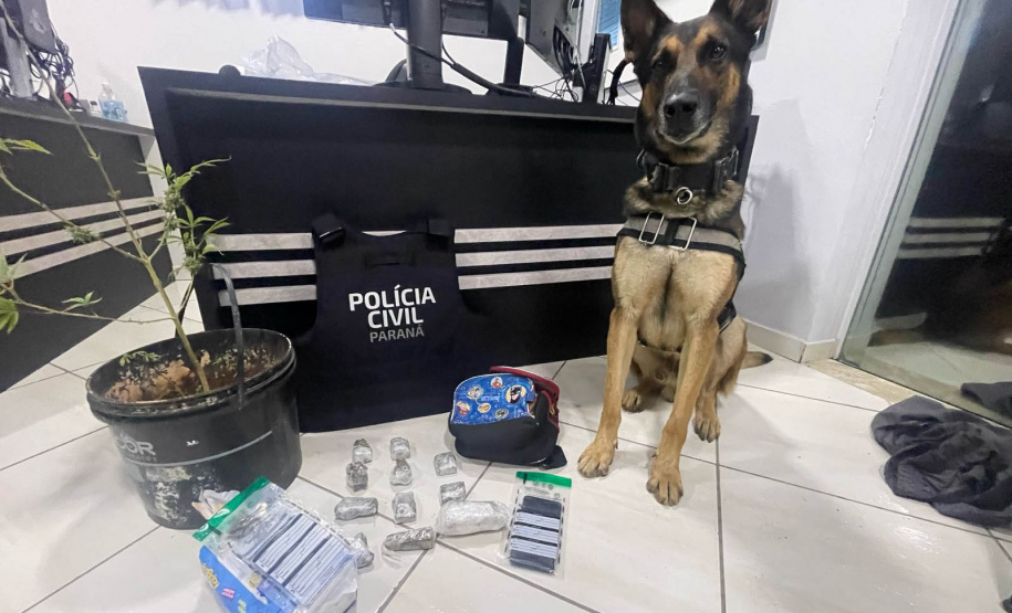 PCPR prende 12 pessoas em operação de combate ao tráfico de drogas em Guarapuava