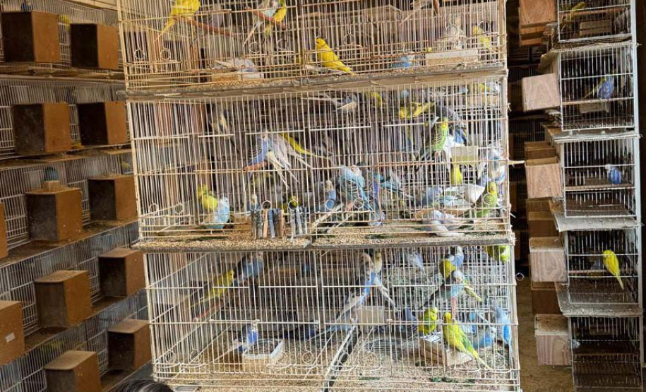 PCPR resgata mais de 5 mil aves exóticas de situação de maus tratos em Arapongas