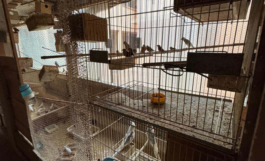 PCPR resgata mais de 5 mil aves exóticas de situação de maus tratos em Arapongas