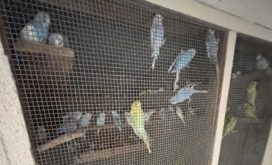 PCPR resgata mais de 5 mil aves exóticas de situação de maus tratos em Arapongas