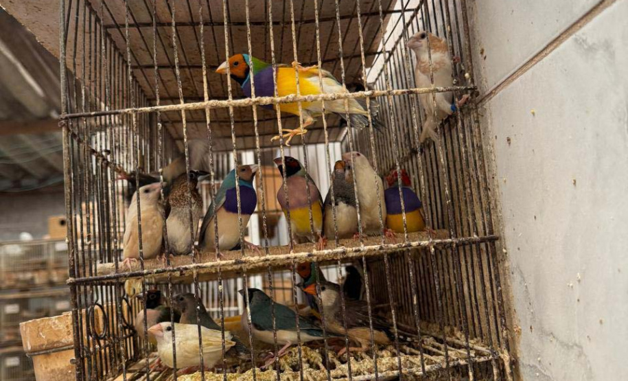 PCPR resgata mais de 5 mil aves exóticas de situação de maus tratos em Arapongas